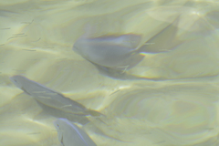 Acanthurus coeruleus