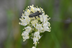 Lepturini