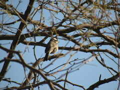 Lophospingus pusillus
