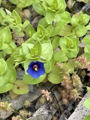 Lysimachia arvensis caerulea