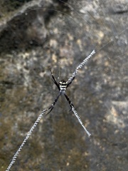 Argiope caledonia