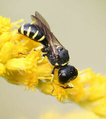 Ectemnius lapidarius