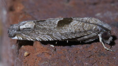 Suleima helianthana