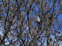 Baeolophus wollweberi