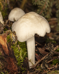 Pluteus