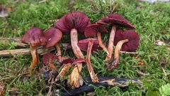 Cortinarius phoeniceus