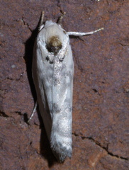 Antaeotricha