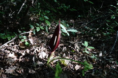 Arum elongatum