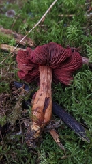 Cortinarius phoeniceus