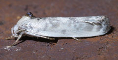 Antaeotricha