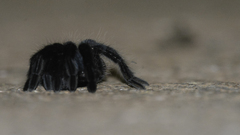 Tliltocatl epicureanus