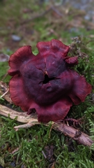 Cortinarius phoeniceus