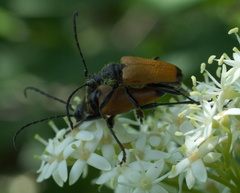 Trigonarthris atrata