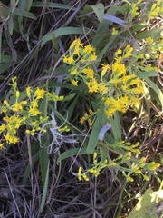 Euthamia gymnospermoides