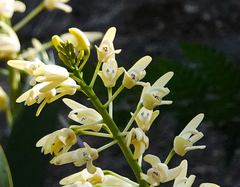Dendrobium speciosum