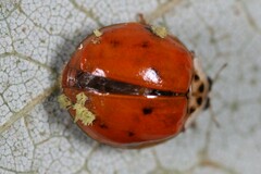 Hesperomyces harmoniae