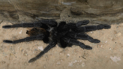 Tliltocatl epicureanus