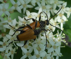 Trigonarthris atrata