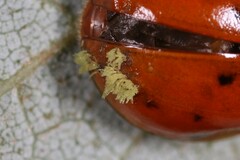 Hesperomyces harmoniae