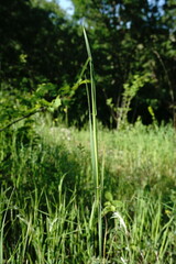 Triticum monococcum boeoticum