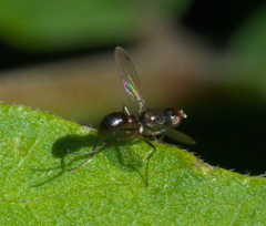 Sepsidae