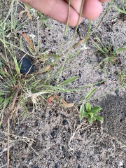 Froelichia