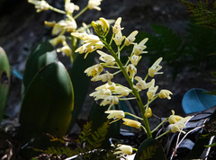 Dendrobium speciosum