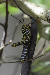 Tropidacris cristata