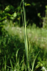 Triticum monococcum boeoticum