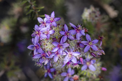 Calytrix sapphirina