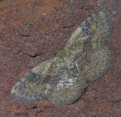 Leptostales ferruminaria