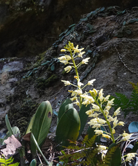 Dendrobium speciosum