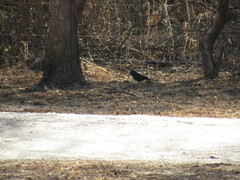 Cyanoloxia brissonii