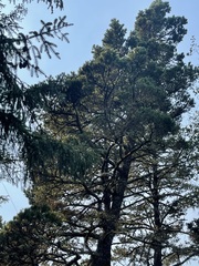 Pinus contorta contorta
