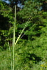 Triticum monococcum boeoticum