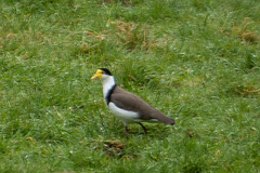Vanellus miles novaehollandiae