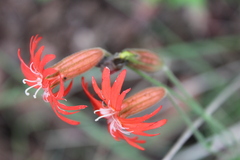 Silene laciniata