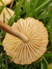 Marasmius oreades