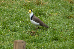 Vanellus miles novaehollandiae