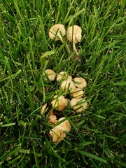 Marasmius oreades