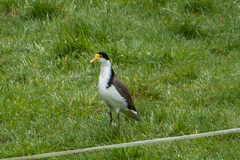 Vanellus miles novaehollandiae