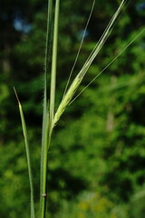 Triticum monococcum boeoticum