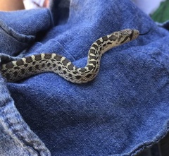 Pituophis catenifer catenifer