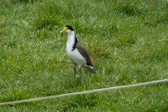 Vanellus miles novaehollandiae