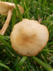 Marasmius oreades