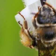 Eucera hamata