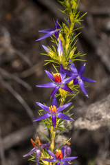 Calectasia narragara