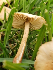 Marasmius oreades