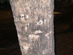 Myelochroa aurulenta