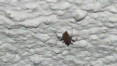 Panstrongylus geniculatus